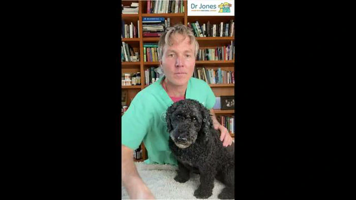 犬の咳には何を飲ませればよいのか？ 犬の咳に効く薬