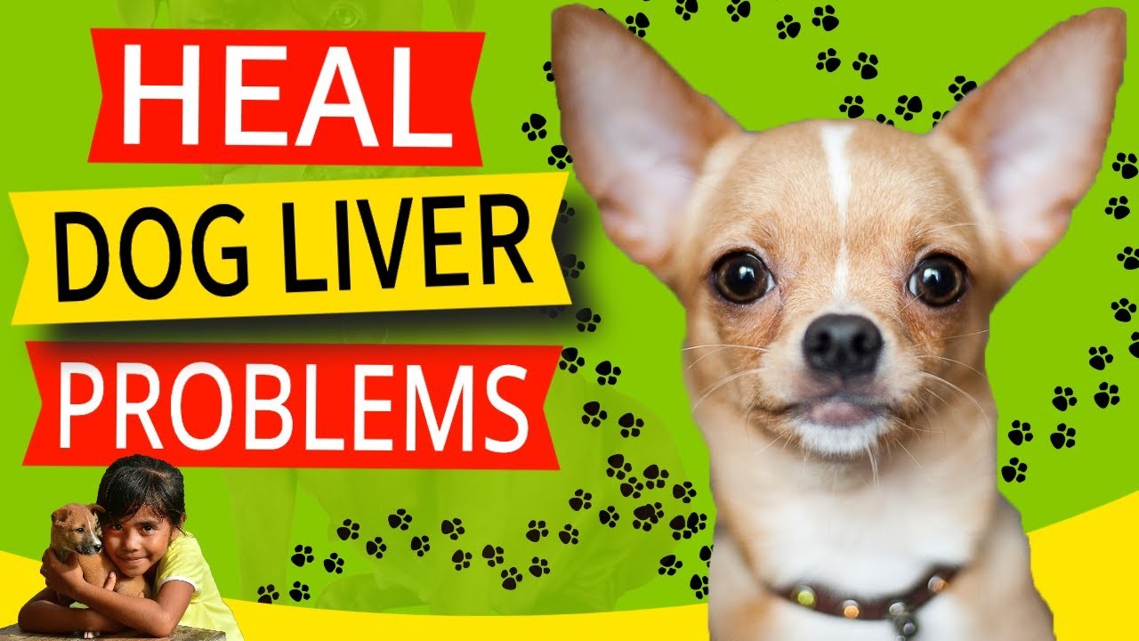 Can a Dog's Enlarged Liver Be Successfully Treated and Restored?