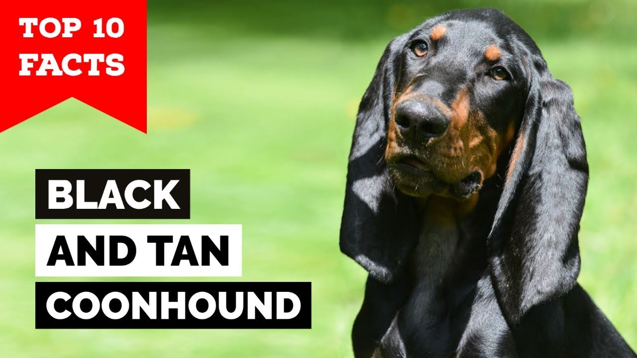Are Austrian Black and Tan Hounds Hypoallergenic?