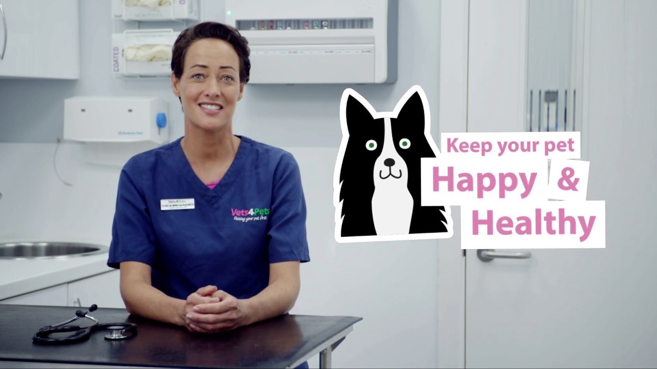 Was ist der beste Weg, um Zwingerhusten bei Hunden zu heilen?