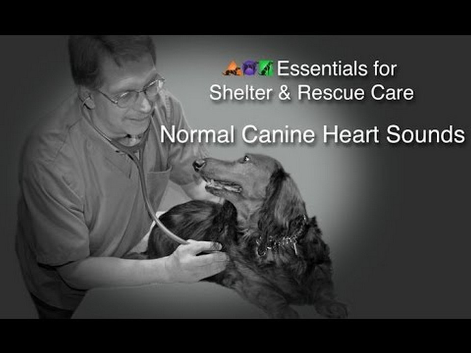 Irregular Heartbeat in Dogs: Is it Normal or Cause for Concern?