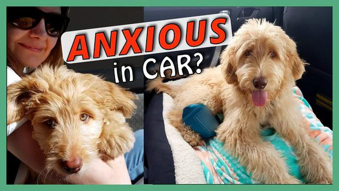 なぜ愛犬は車の中で震えるのか？ 犬の車内不安を理解する