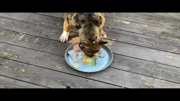 Hyena Pitbull Mix : Caractéristiques, tempérament et soins
