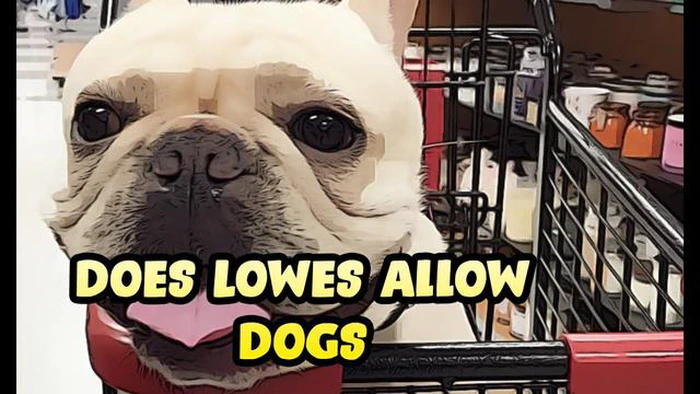 I cani sono ammessi da Lowes: Una guida completa per i proprietari di animali domestici