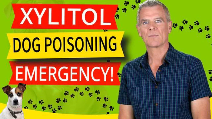 Lysol mérgezés jelei kutyáknál: Mit kell tudniuk a kisállat-tulajdonosoknak
