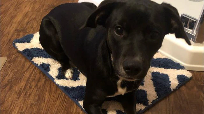 Qué esperar si su perro ingiere medicamentos antialérgicos