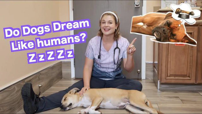 犬は夢が現実ではないことを知っているのか？ 犬の心を解き明かす