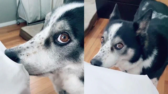 Compreender o comportamento de mordiscar o lençol do seu cão: Causas e soluções