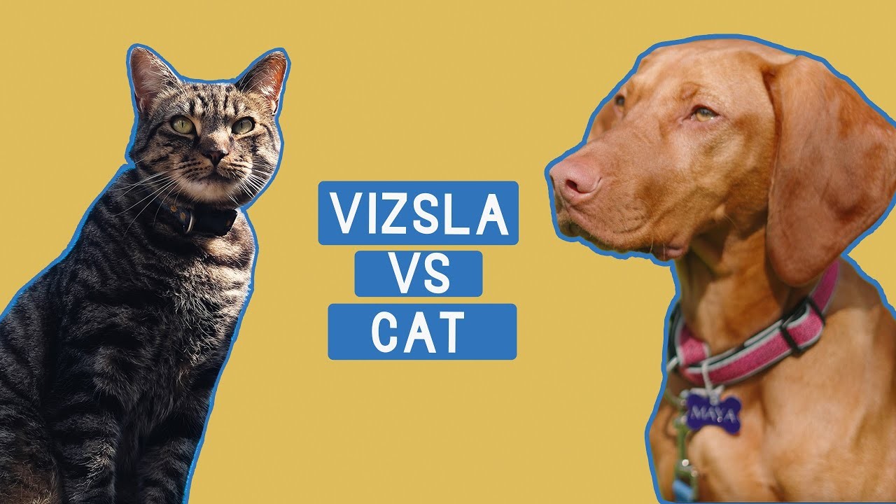 Can Vizsla Dogs Coexist Peacefully with Cats?