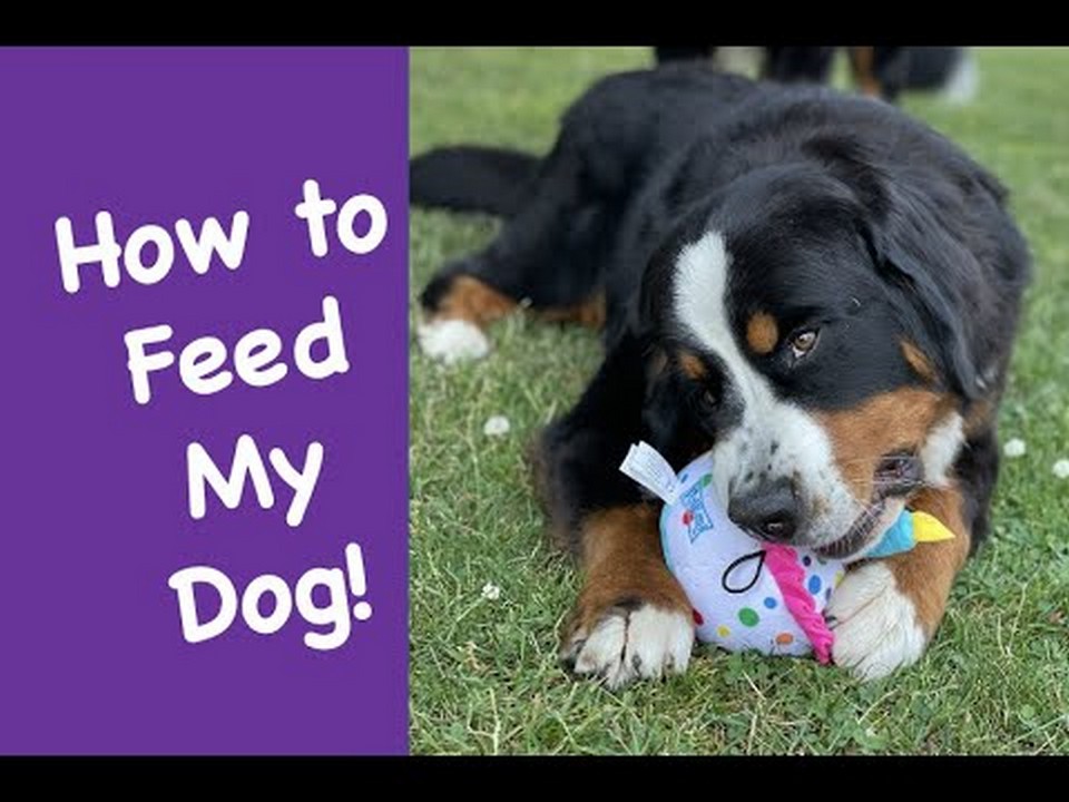 Feeding Guide for Bernese Mountain Dog Puppies