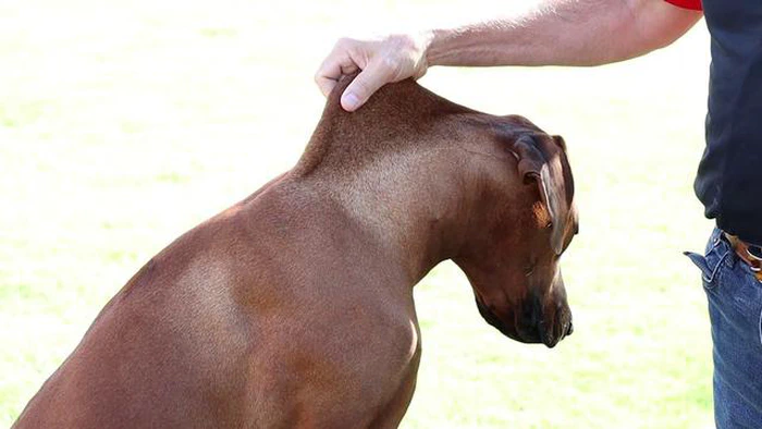 Signes de fatigue et de déshydratation chez les animaux de compagnie : comment reconnaître des niveaux dangereux