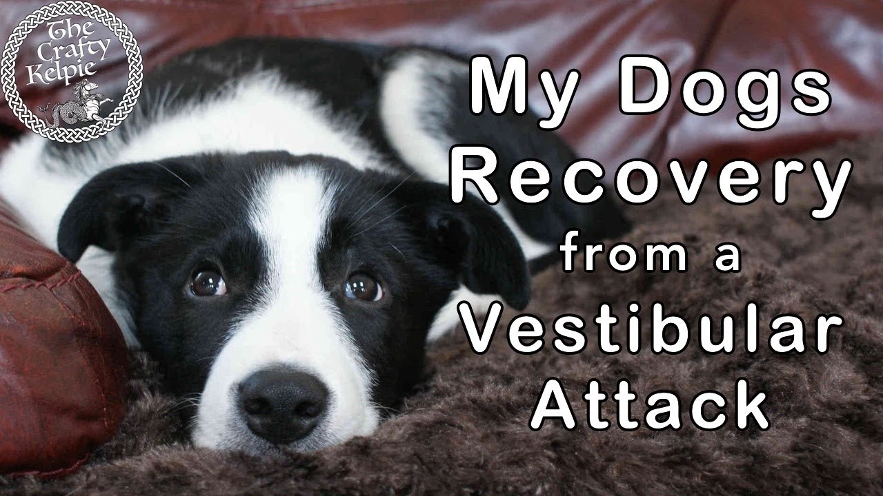 Can Dogs Experience Vestibular Disease Multiple Times?