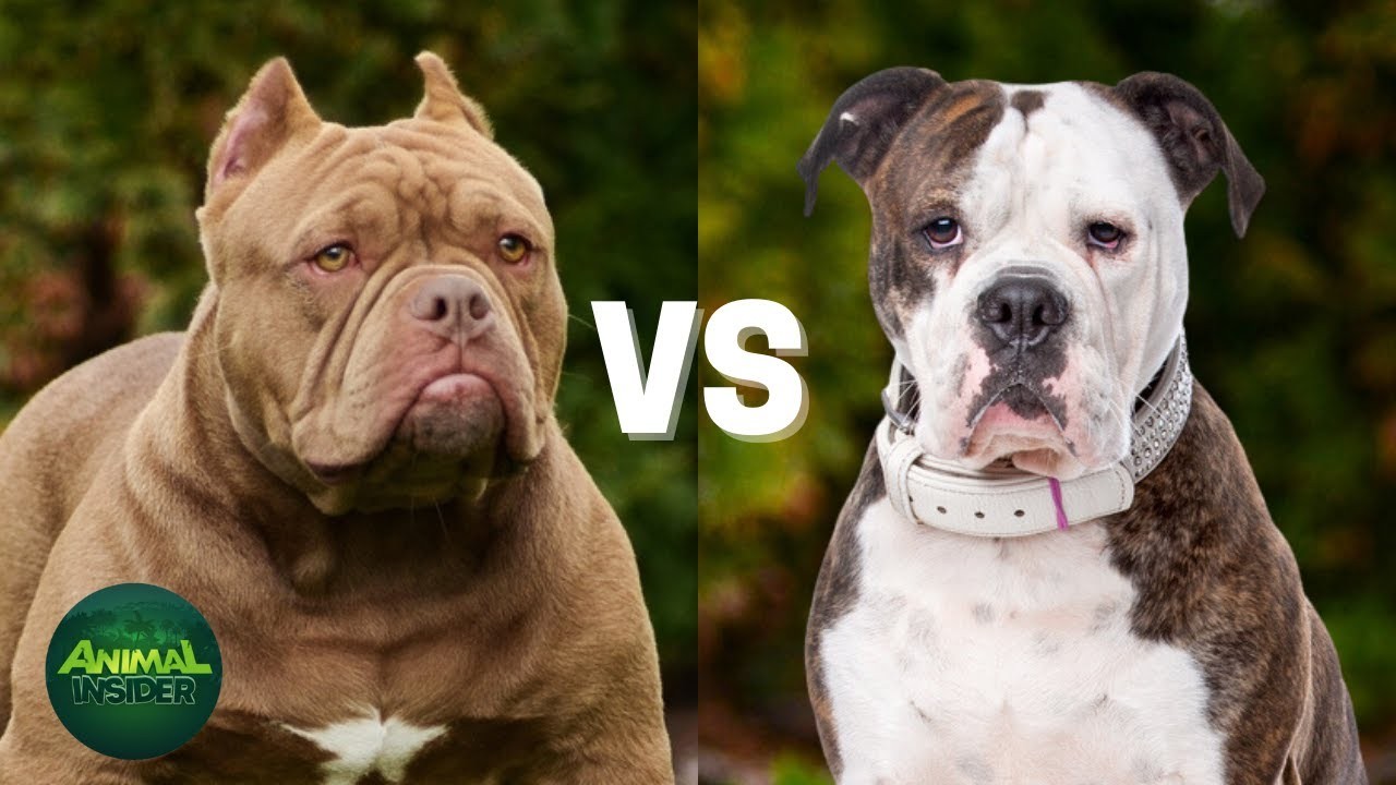 Are Bulldogs Really a Bully Breed?