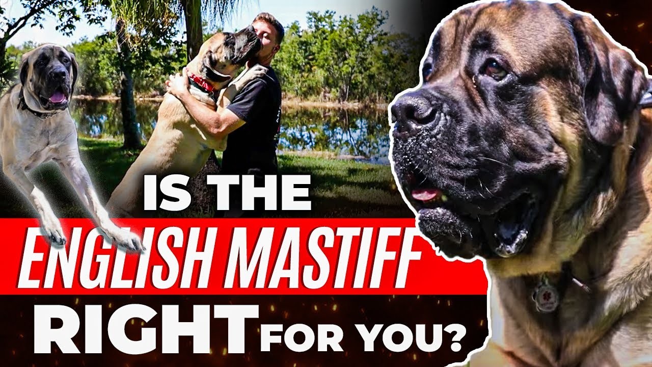 Bekommt der Englische Mastiff Schuppen?