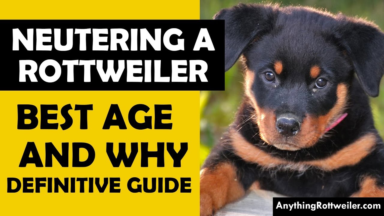 When Is the Best Time to Spay a Rottweiler?