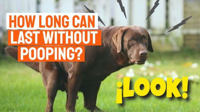 Cuánto tiempo puede estar un perro sin hacer caca: Guía completa