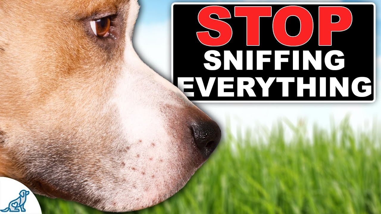 Cómo evitar que su perro olisquee en exceso