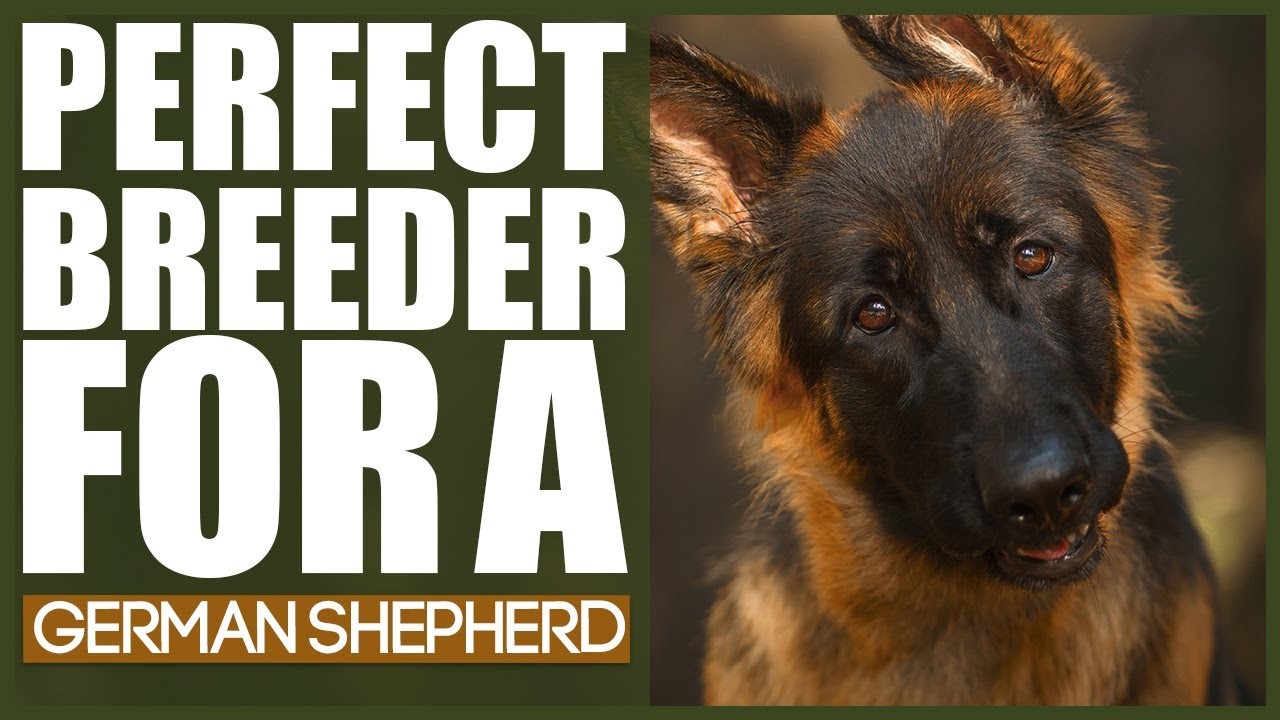 Simple Steps to Find a Reputable German Shepherd Breeder