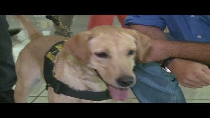犬はお金を嗅ぎ分けられるか？ 犬の超能力を解明する