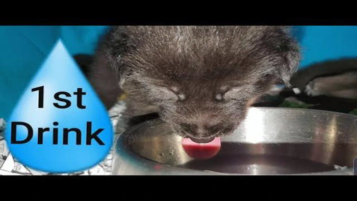 ¿Pueden beber agua los cachorros de 3 semanas? Consejos y directrices de los expertos