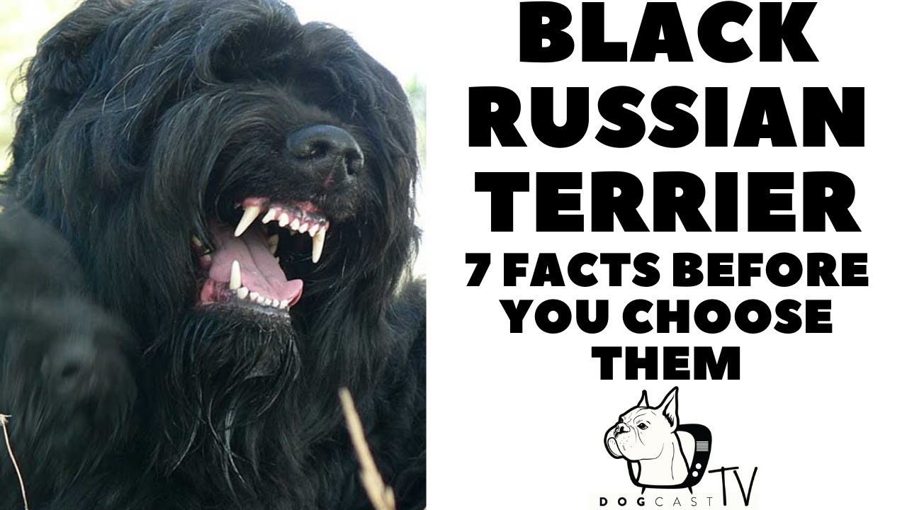 All About Black Russian Terriers: Meet This Large and Powerful Breed