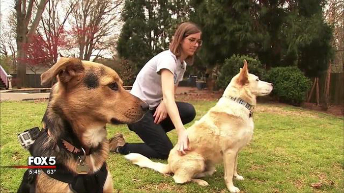 Alergia à saliva do cão: causas, sintomas e tratamento