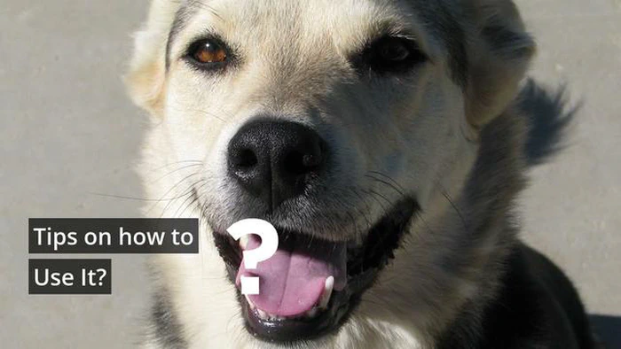 ¿Es seguro usar Johnson Baby Powder con mi perro? - Consejos de expertos
