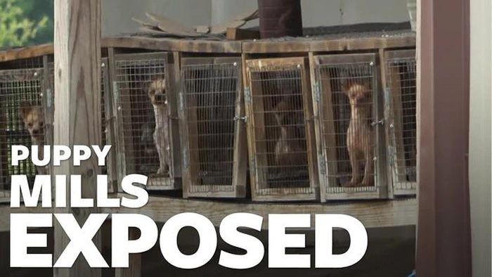 Le pour et le contre des usines à chiots : Peser les avantages et les inconvénients