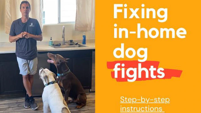 Pourquoi les chiens qui vivent ensemble se battent : Comprendre les causes et trouver des solutions
