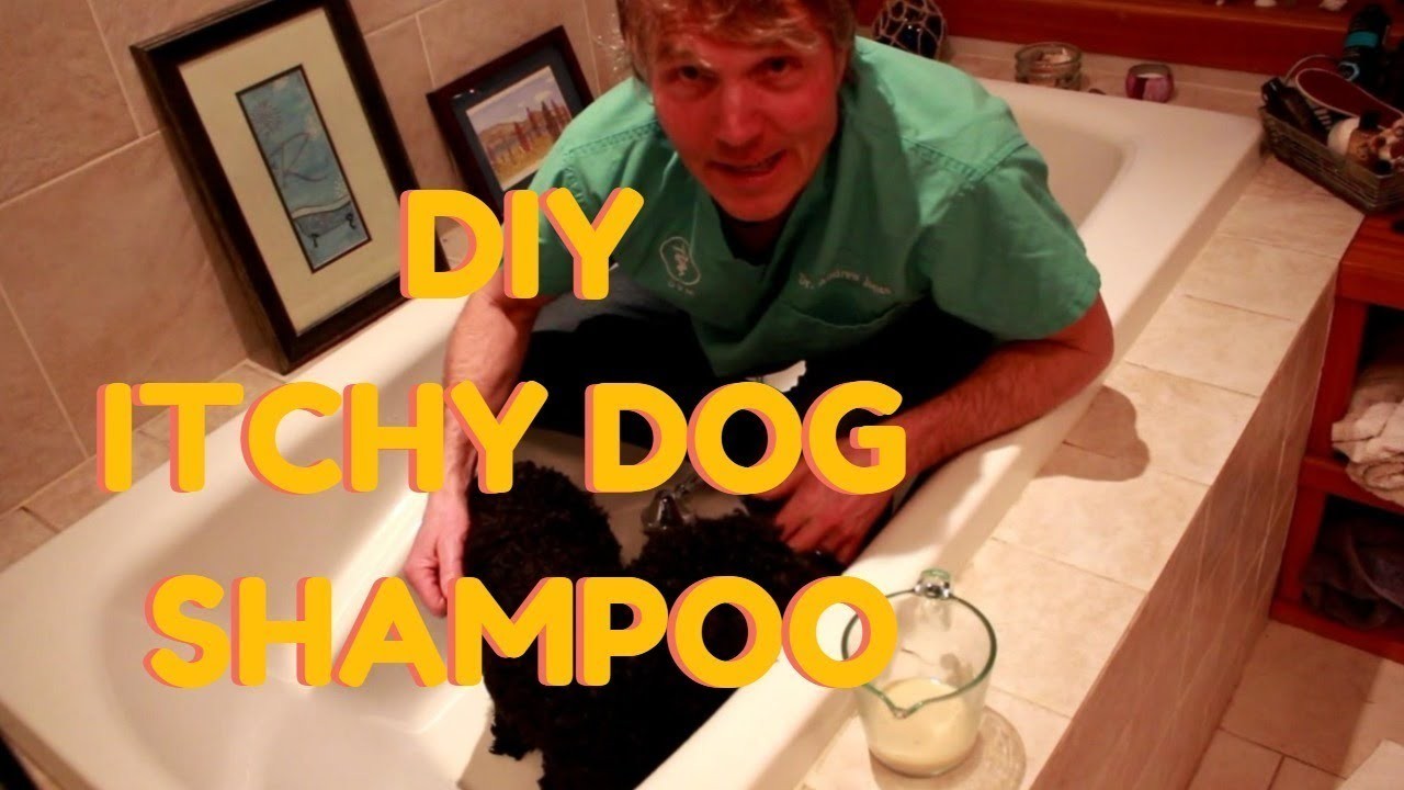 DIY Guide: How to make antifungal shampoo for dogs