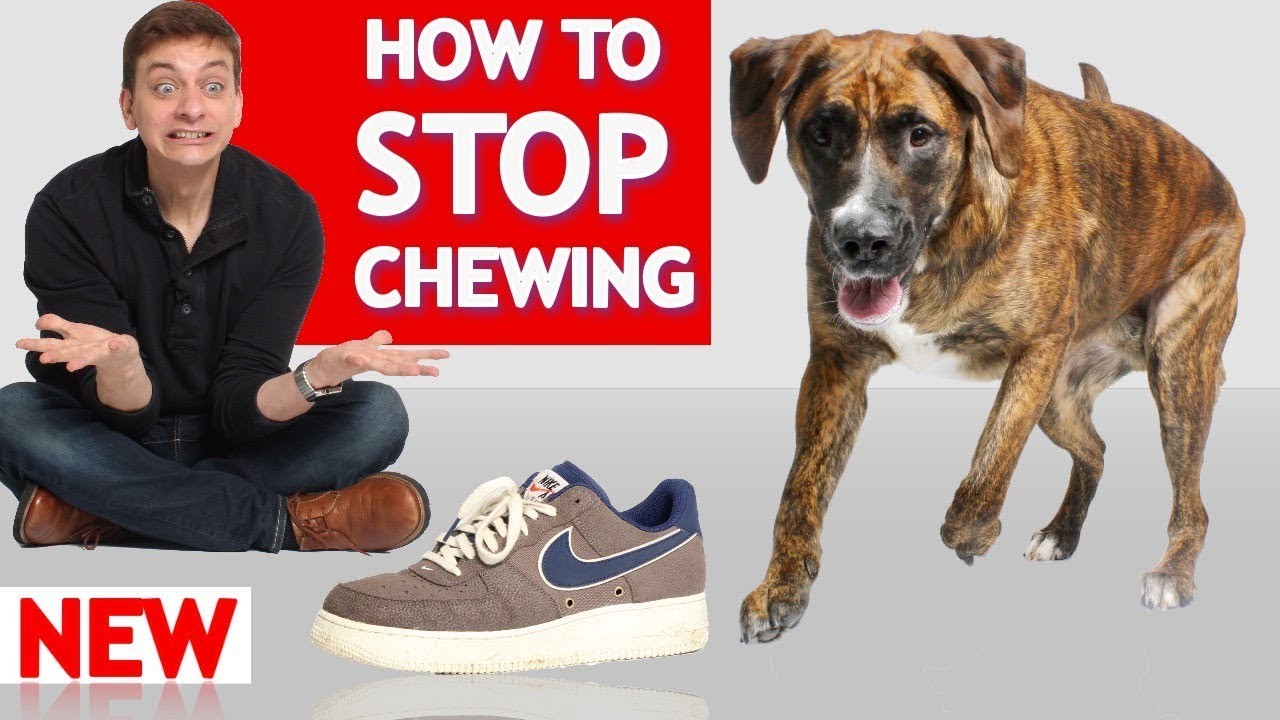 Wirksame Techniken, um Ihren Hund vom Kauen an Möbeln abzuhalten