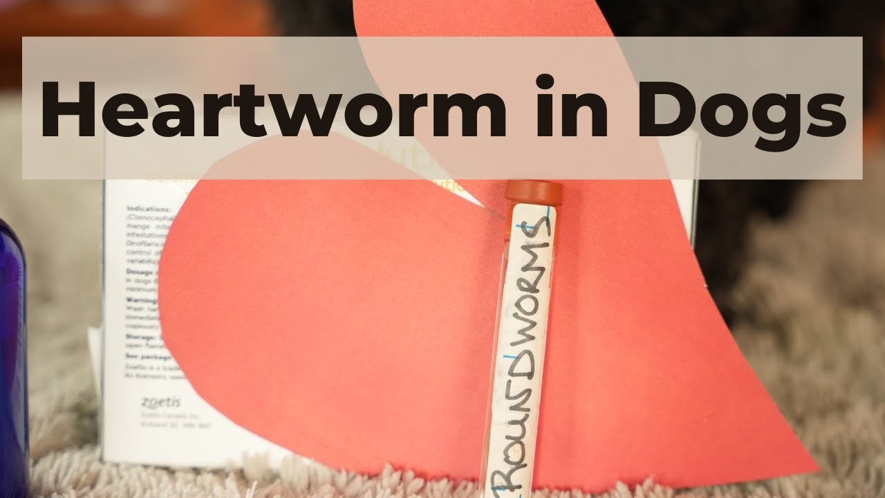 Can heartworm in dogs be cured?
