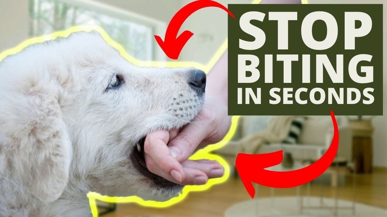 Formas eficaces de evitar que su cachorro muerda
