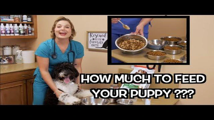 Quanto é que um cachorro de 15 semanas deve comer? - Directrizes de alimentação