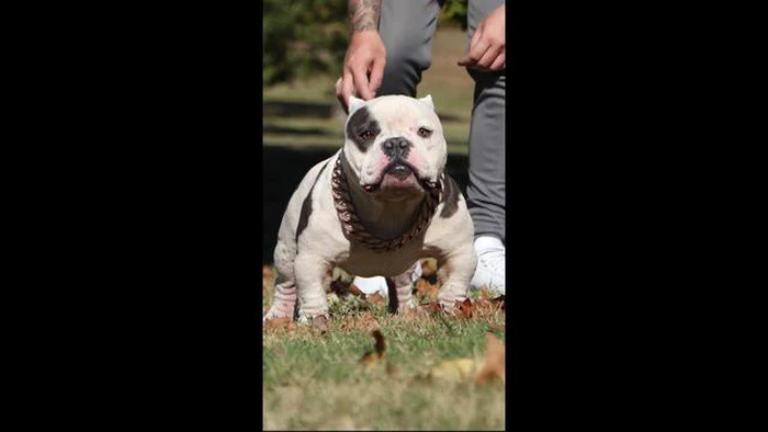 Piebald Bully: Wszystko, co musisz wiedzieć o tej wyjątkowej rasie bully