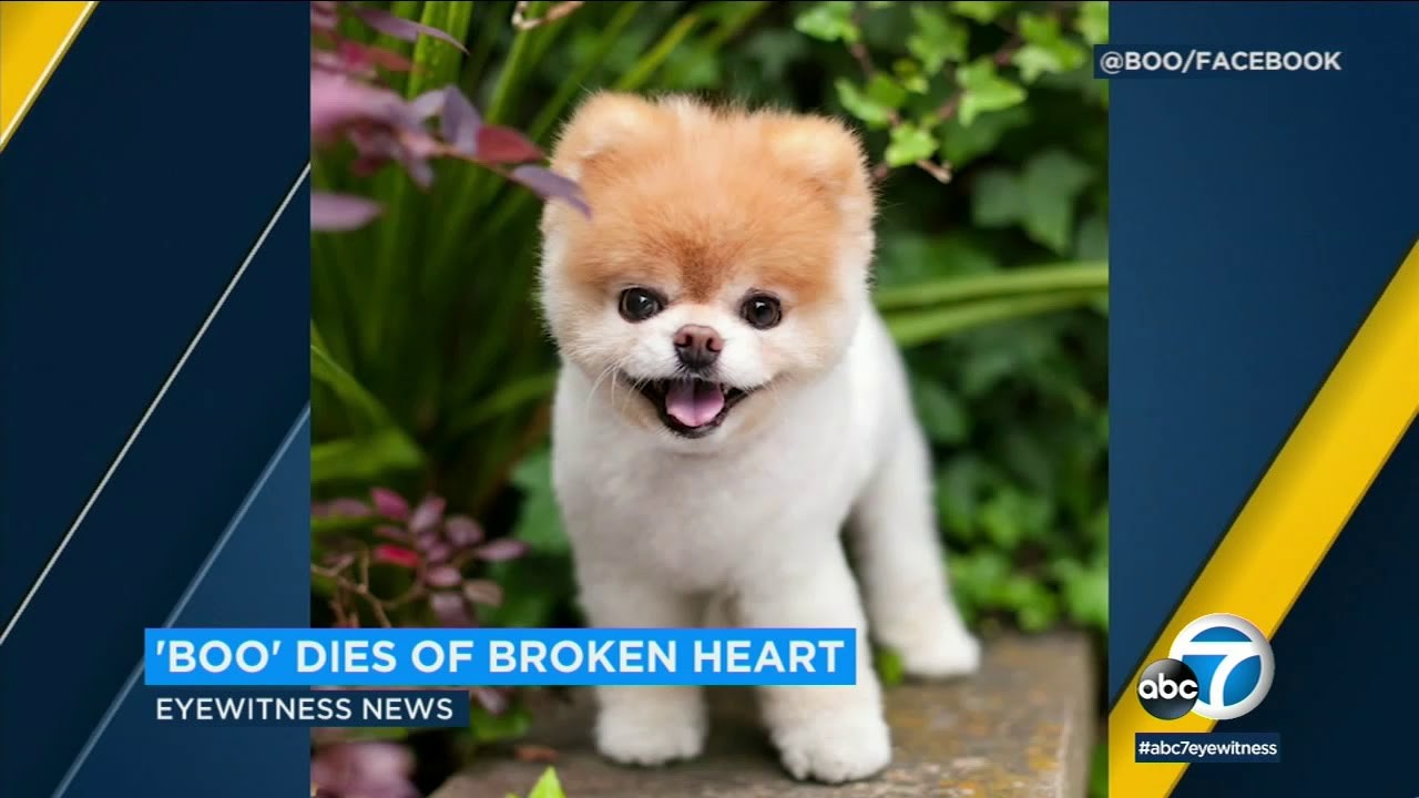 Are Boo and Jiffpom the Same Dog?
