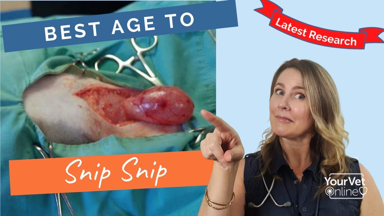 When is the Best Age to Spay My Puppy?