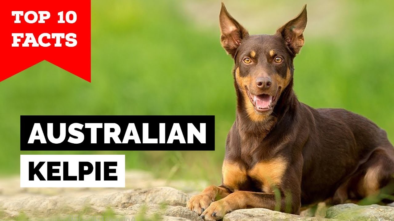 ¿Los Kelpies australianos mudan mucho? Todo lo que necesita saber