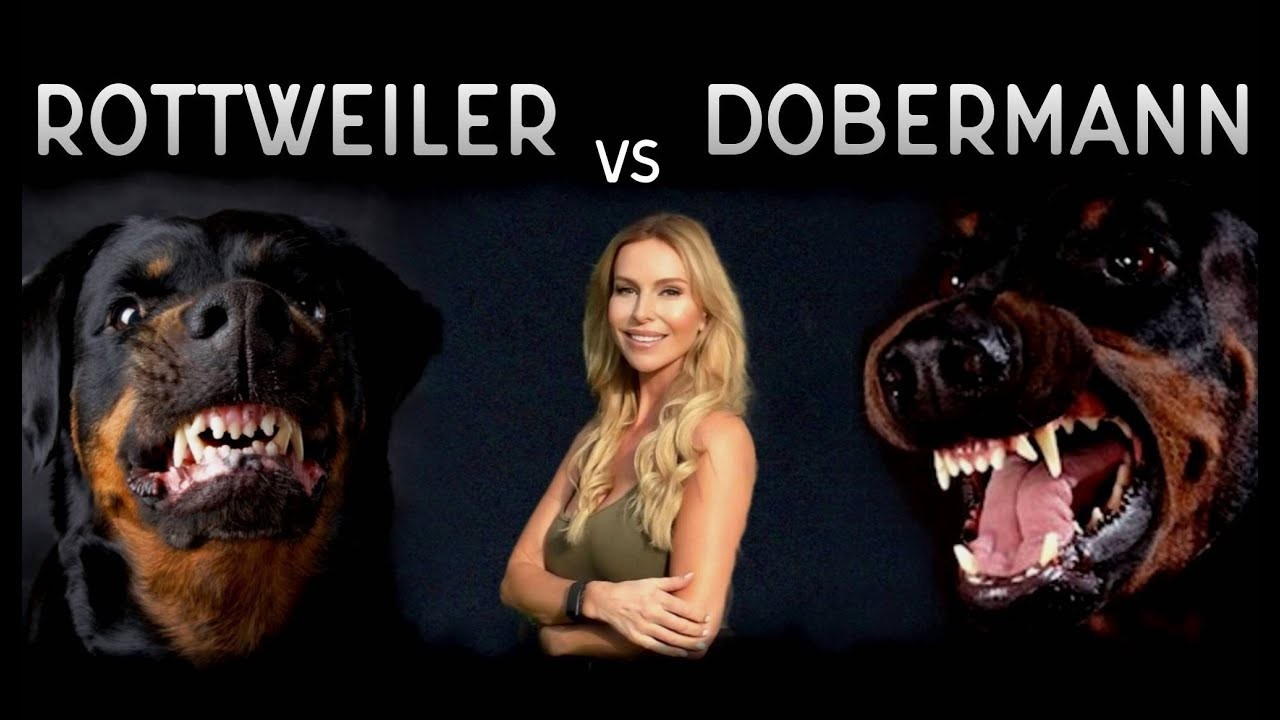 Are Dobermans Smarter Than Rottweilers?
