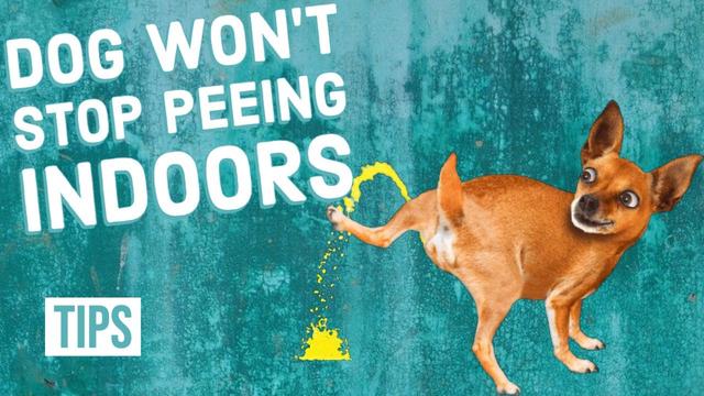 Understanding the Reasons why Dogs Pee on Soft Surfaces