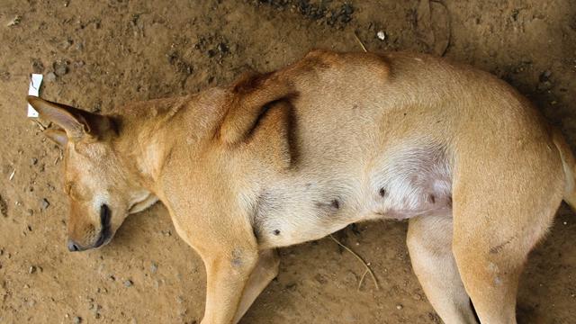 costilla-rota-del-perro-causas-s-ntomas-y-tratamiento-su-gu-a-veterinaria