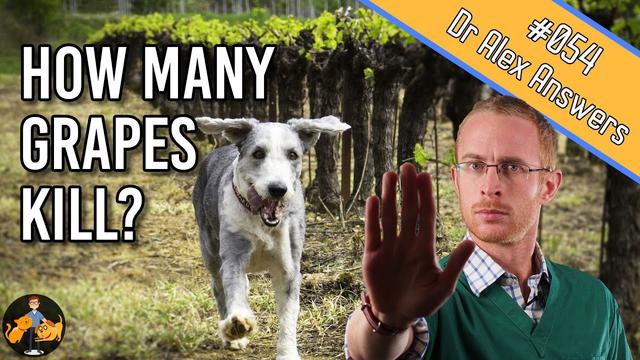 View of Is Grape Flavoring Safe for Dogs? What You Need to Know