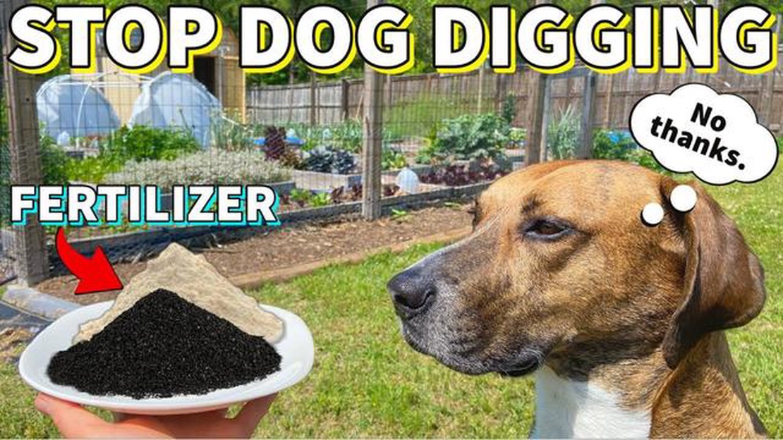 Can Dogs With Kidney Disease Eat Eggs A Comprehensive Guide