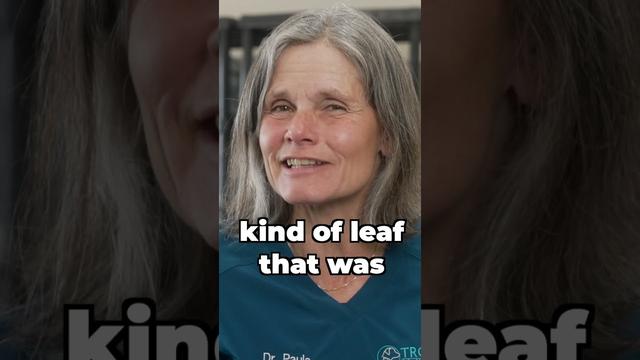 Kidney Damage From Eating Large Amounts Of Grass In Dogs Treatment