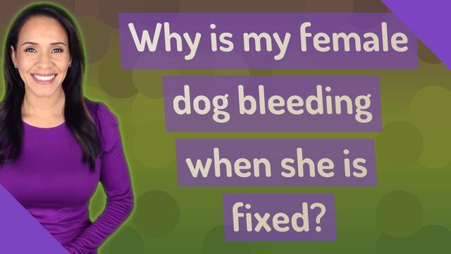 if-you-get-a-female-dog-fixed-does-she-still-bleed-explained