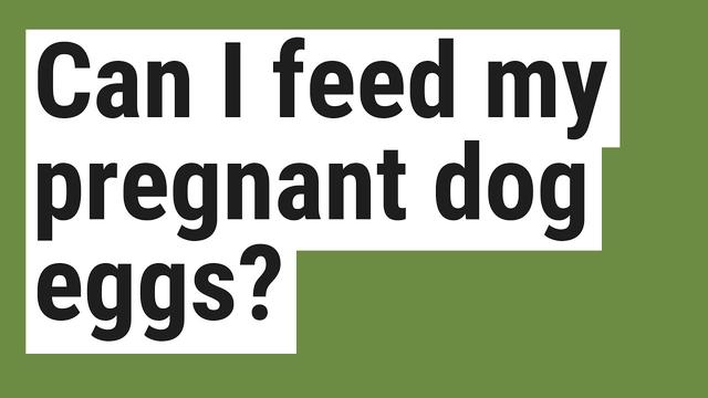 feeding-pregnant-dog-eggs-benefits-risks-and-recommendations
