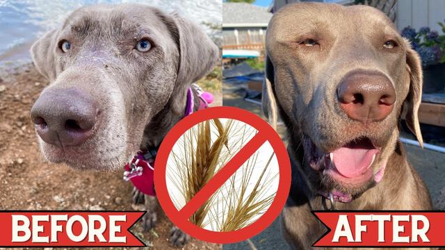 Curated visual reference: Picture Idea: What To Do If Your Dog Ate A Foxtail Helpful