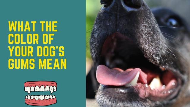 brown-spots-on-dogs-gums-causes-symptoms-and-treatment