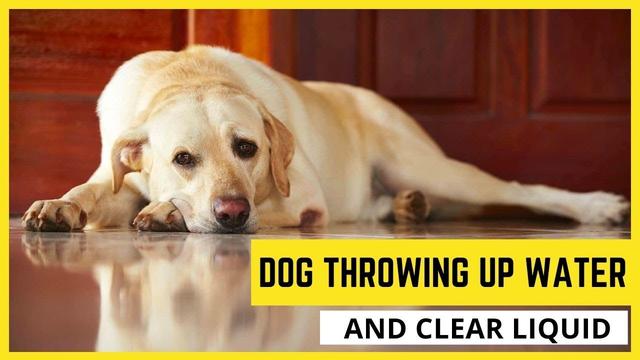 Can Dogs Throw Up From Drinking Too Much Water Explained