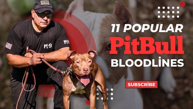 Pitbull Bloodlines Chart: Understanding the History and Lineage of ...